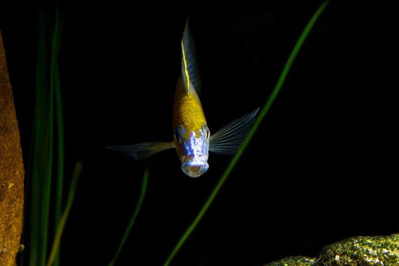 Lethrinops sp. 'yellow collar' Lion's Cove